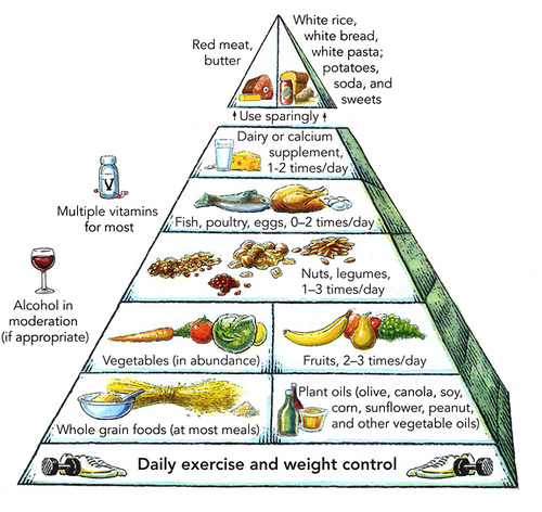 פירמידת המזון